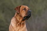 TOSA INU 477